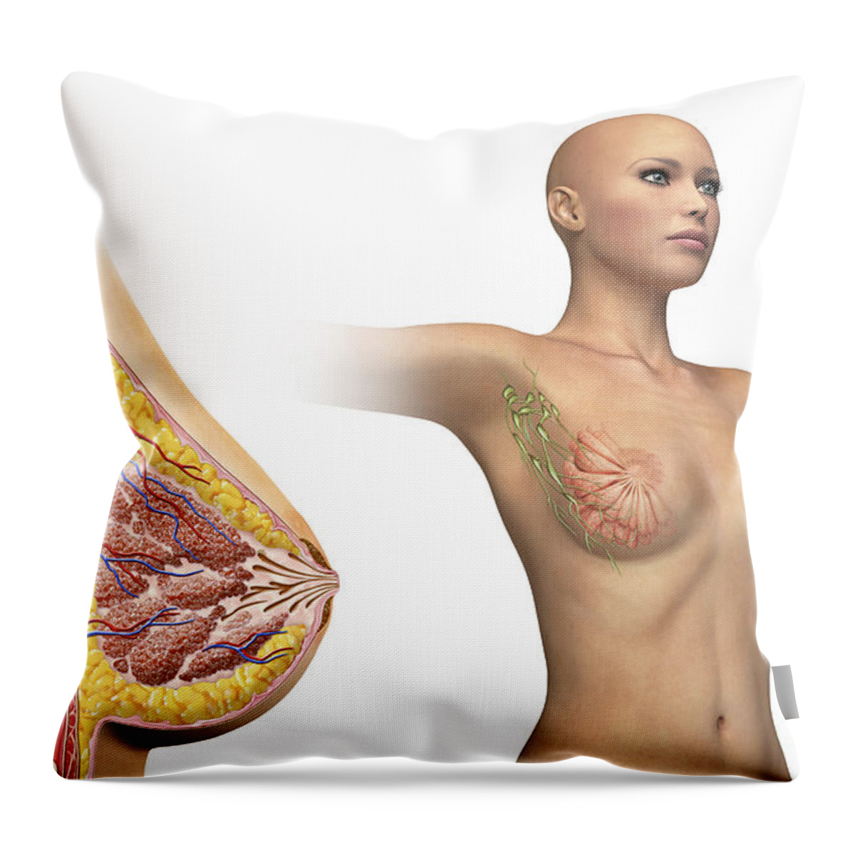 Anatomy Of Female Body With Internal Digital Art by Leonello Calvetti -  Fine Art America