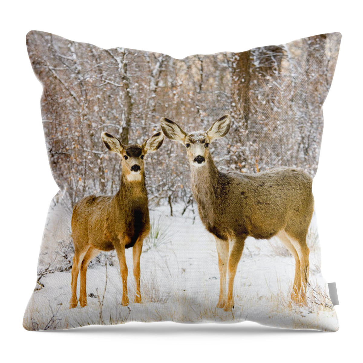 Mule Deer Throw Pillow featuring the photograph Deer in the Snowy Woods #1 by Steven Krull