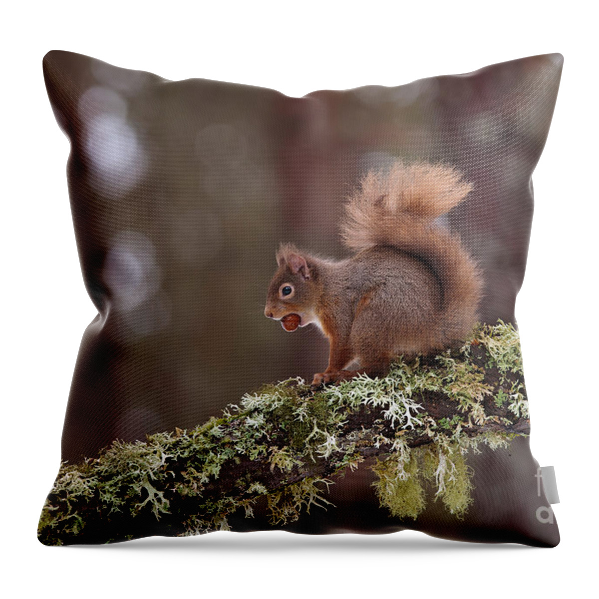 European Red Squirrel Throw Pillow featuring the photograph European Red Squirrel #1 by Thomas Hanahoe
