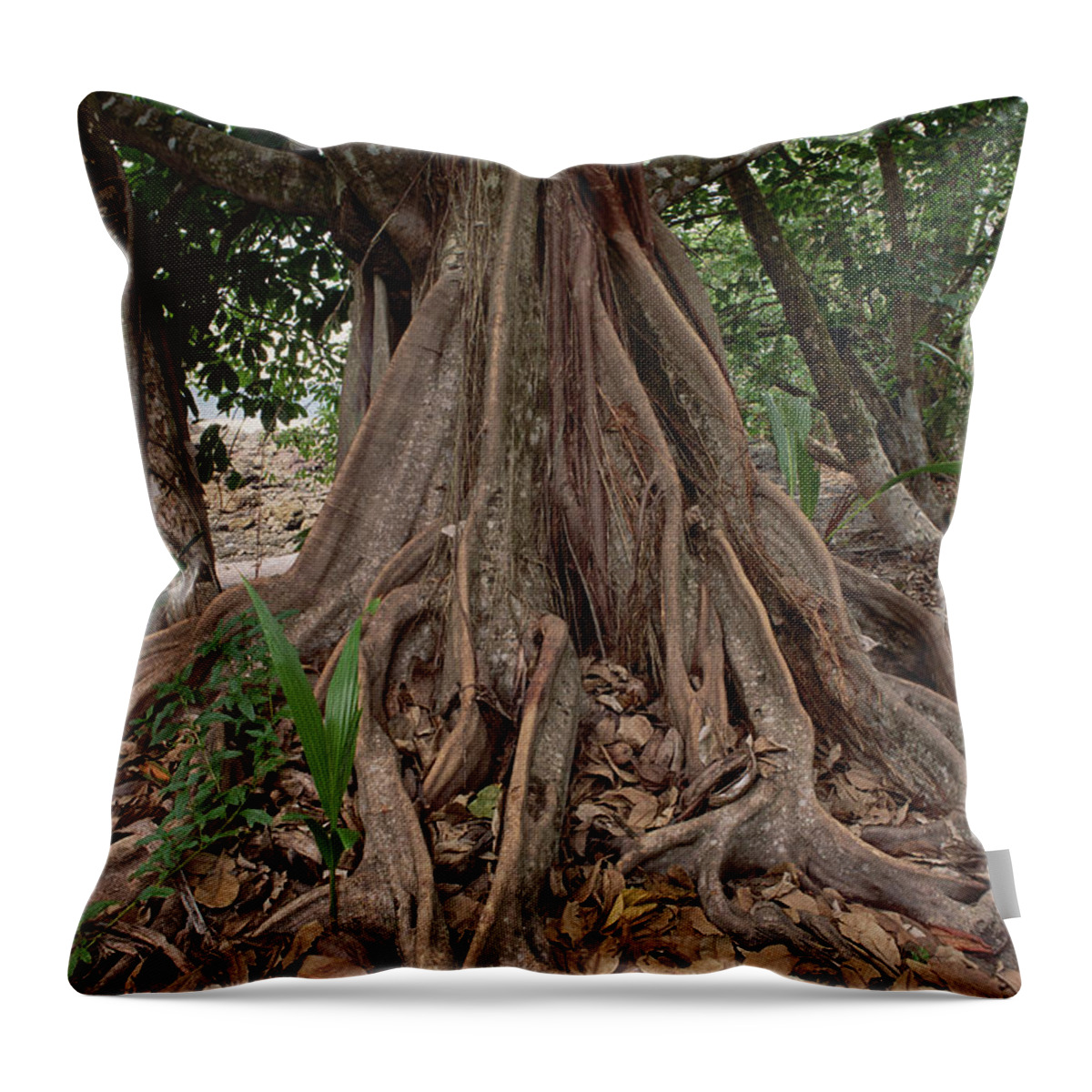 Feb0514 Throw Pillow featuring the photograph Fig In Tropical Rainforest Costa Rica #1 by Gerry Ellis