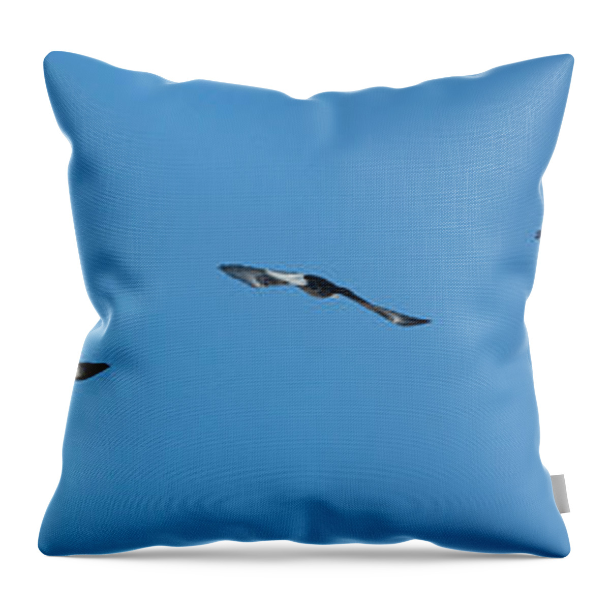 Eagle Throw Pillow featuring the photograph Fly Like an Eagle #1 by John Meader