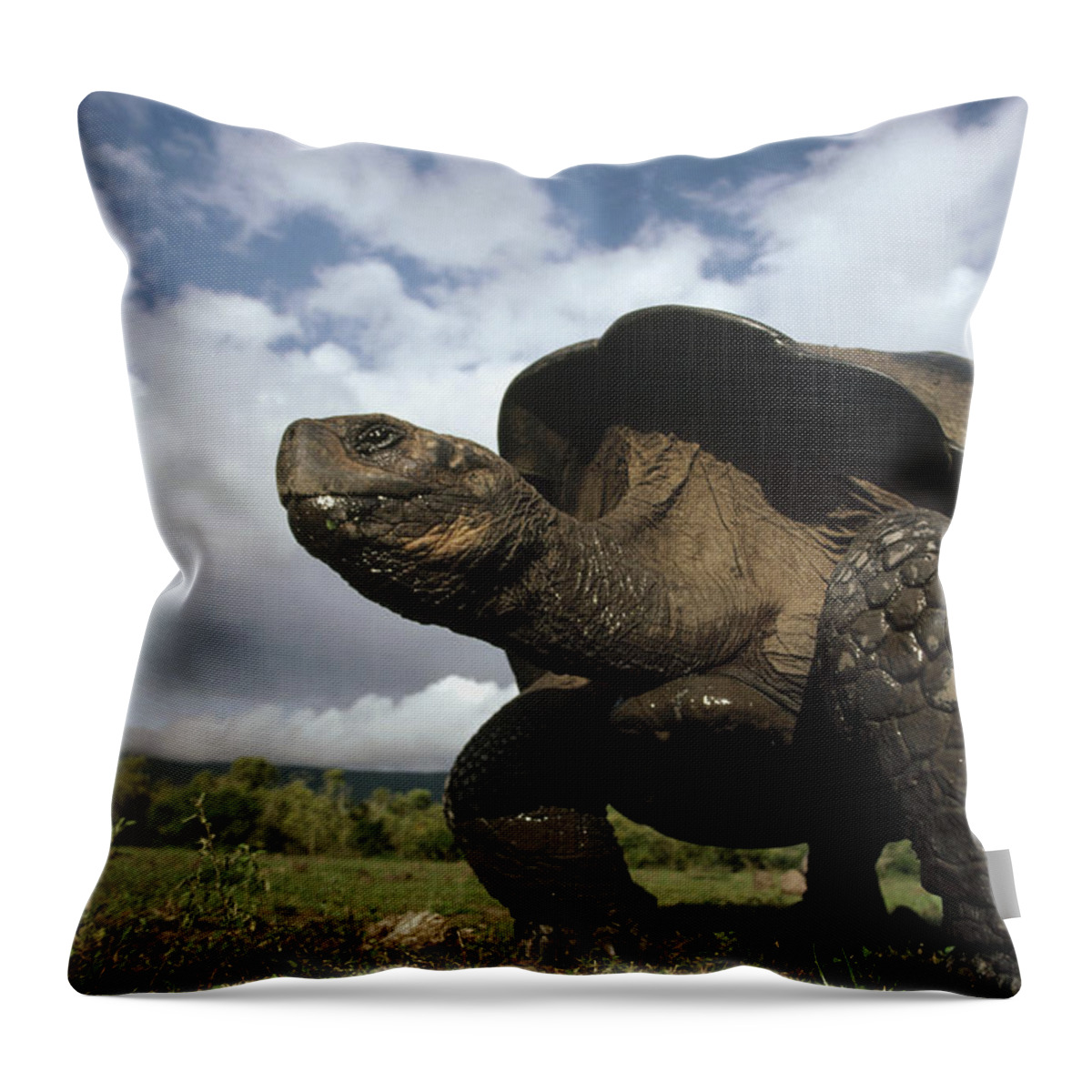 Feb0514 Throw Pillow featuring the photograph Galapagos Giant Tortoise Male Alcedo #1 by Tui De Roy