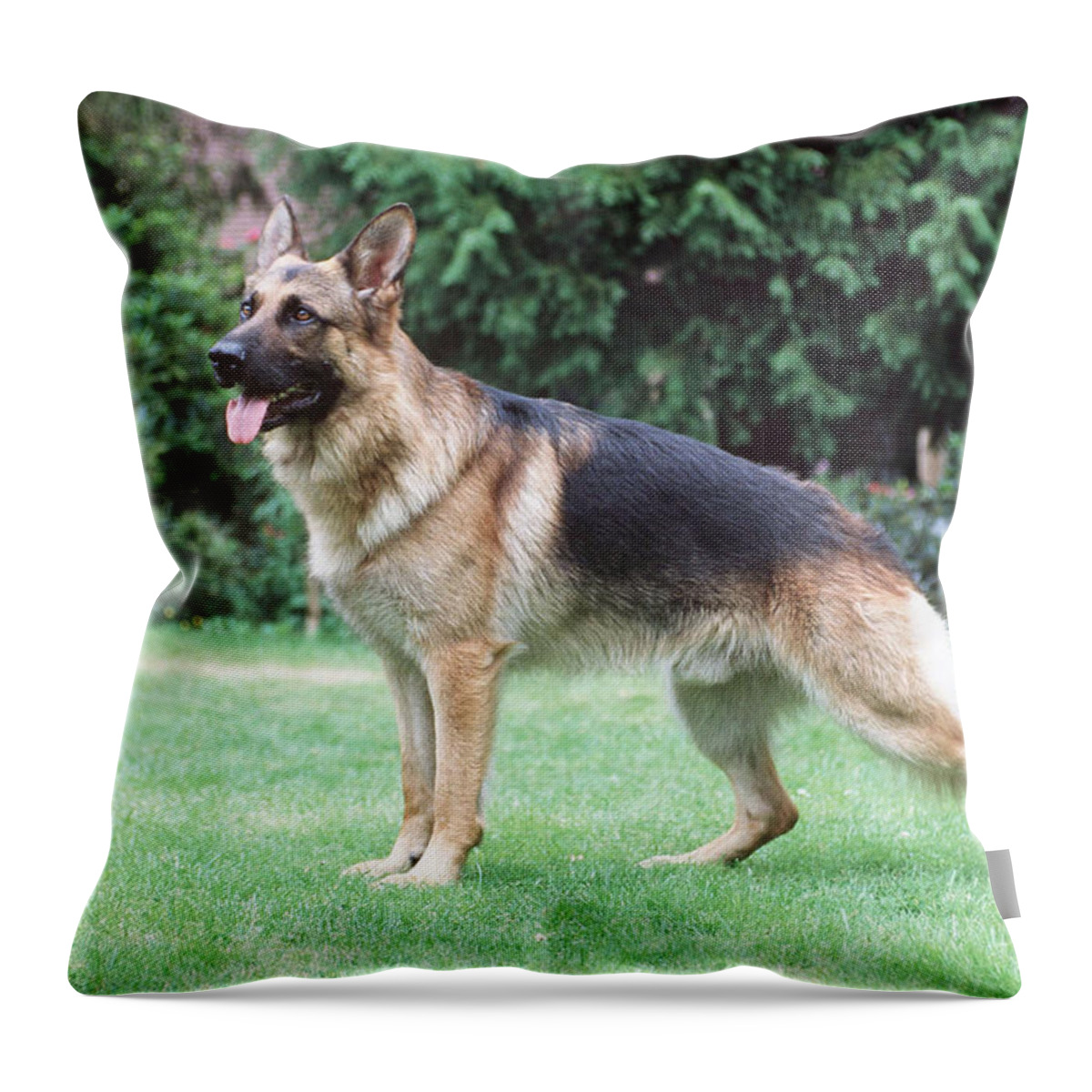 Dog Throw Pillow featuring the photograph German Shepherd #1 by John Daniels