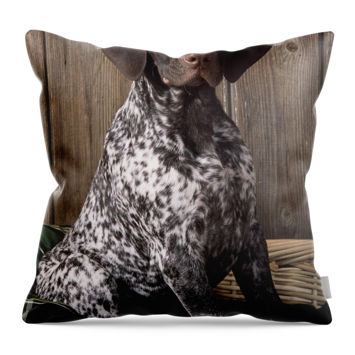 German Short-haired Pointer Throw Pillow featuring the photograph German Short-haired Pointer Dog #1 by John Daniels