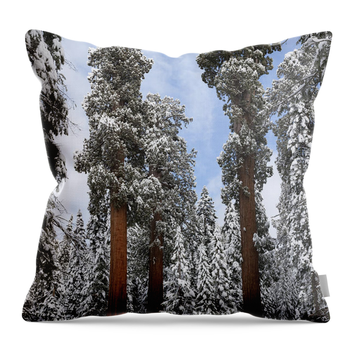 Giant Sequoia Throw Pillow featuring the photograph Giant Sequoias #1 by Gregory G. Dimijian, M.D.