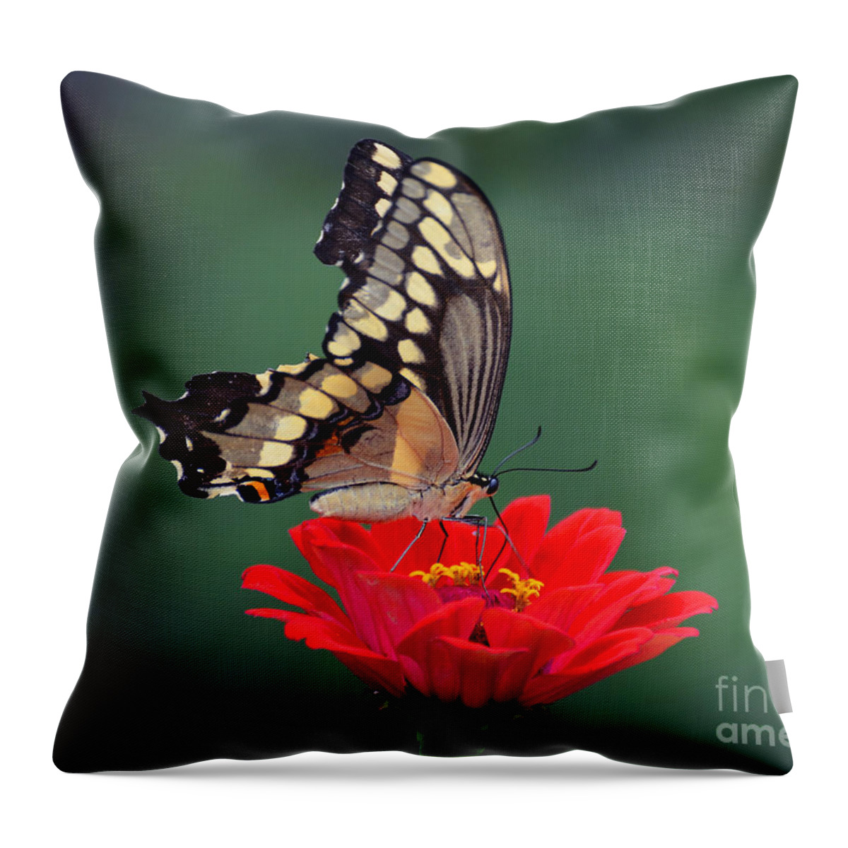 Butterfly Throw Pillow featuring the photograph Giant Swallowtail #1 by Rodney Campbell