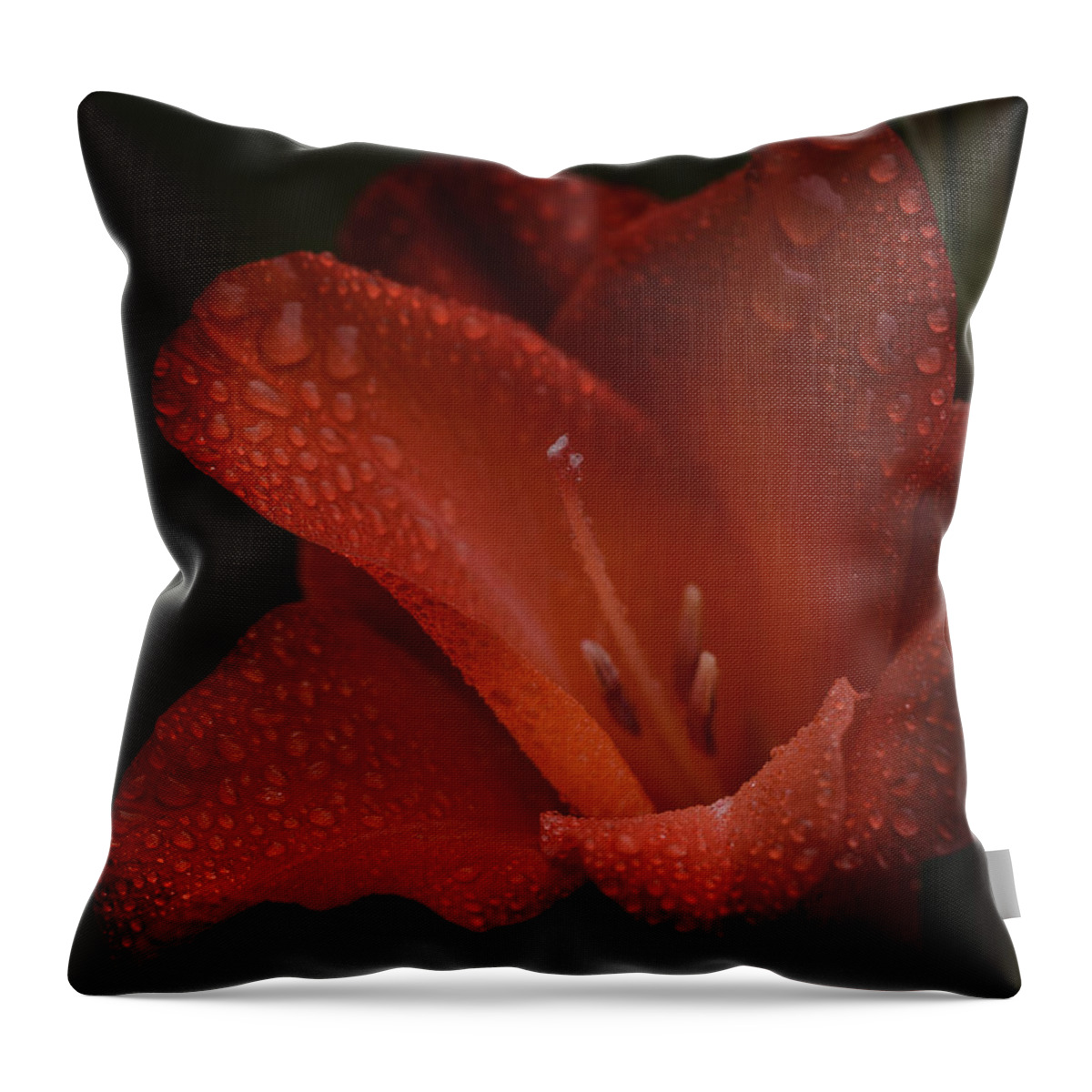 Gladiolus Throw Pillow featuring the photograph Gladiolus II Dew Drops by Richard Macquade