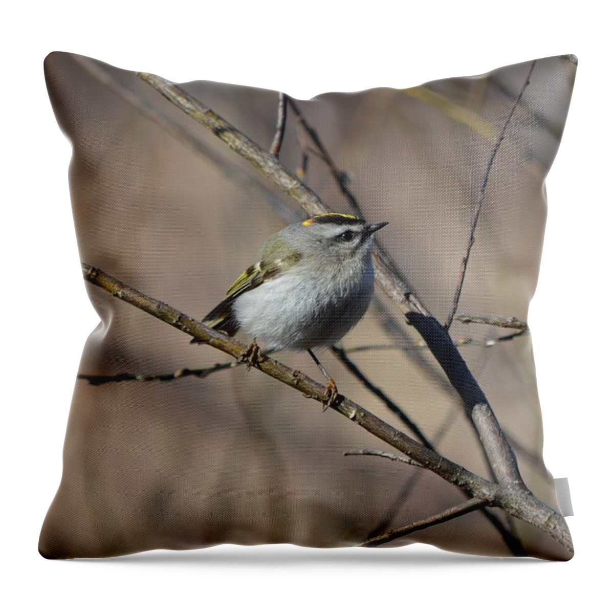 Golden-crowned Kinglet Throw Pillow featuring the photograph Golden-crowned Kinglet #1 by James Petersen