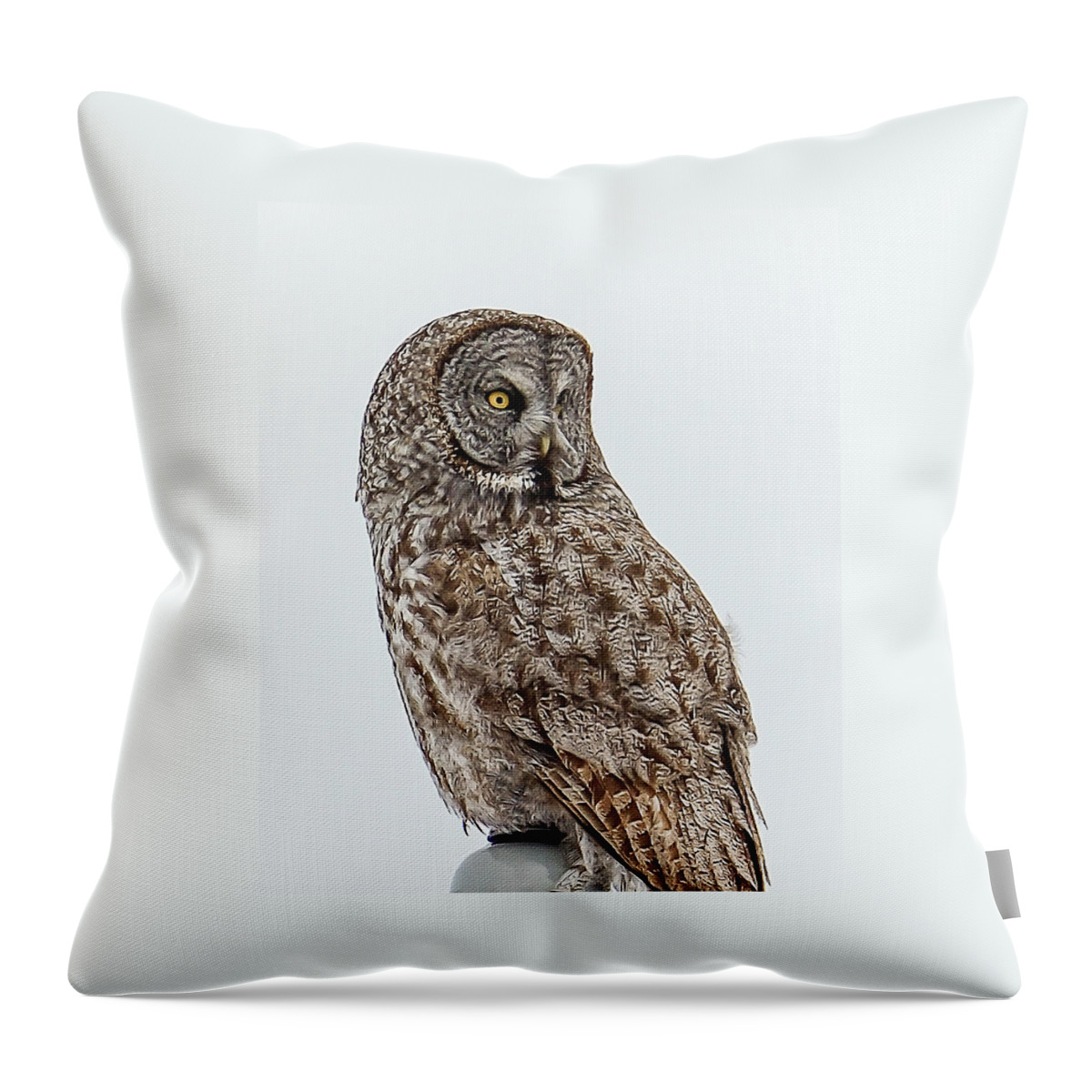 Birds Throw Pillow featuring the photograph Great Grey by Yeates Photography