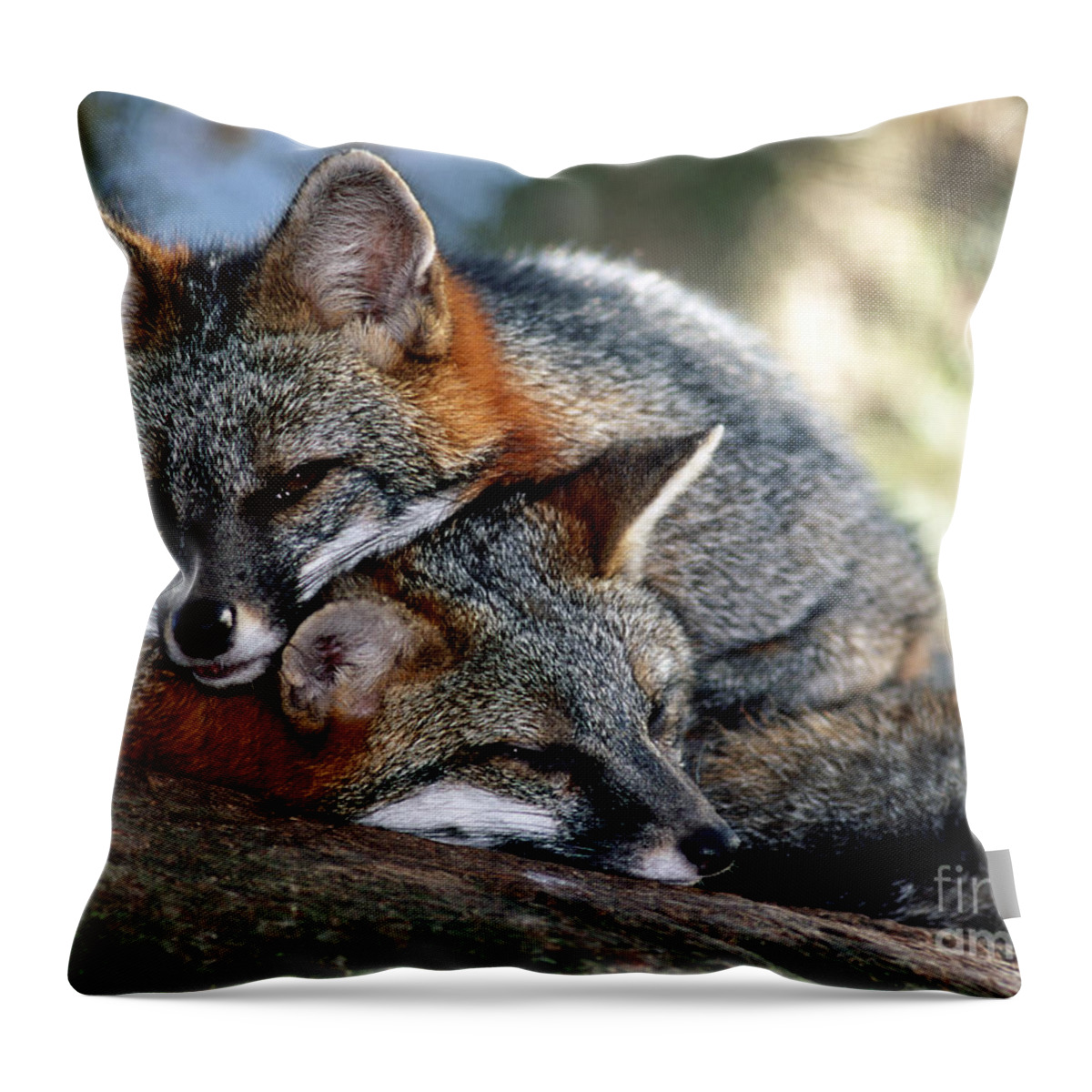 Grey Fox Throw Pillow featuring the photograph Grey Foxes #1 by Millard H. Sharp