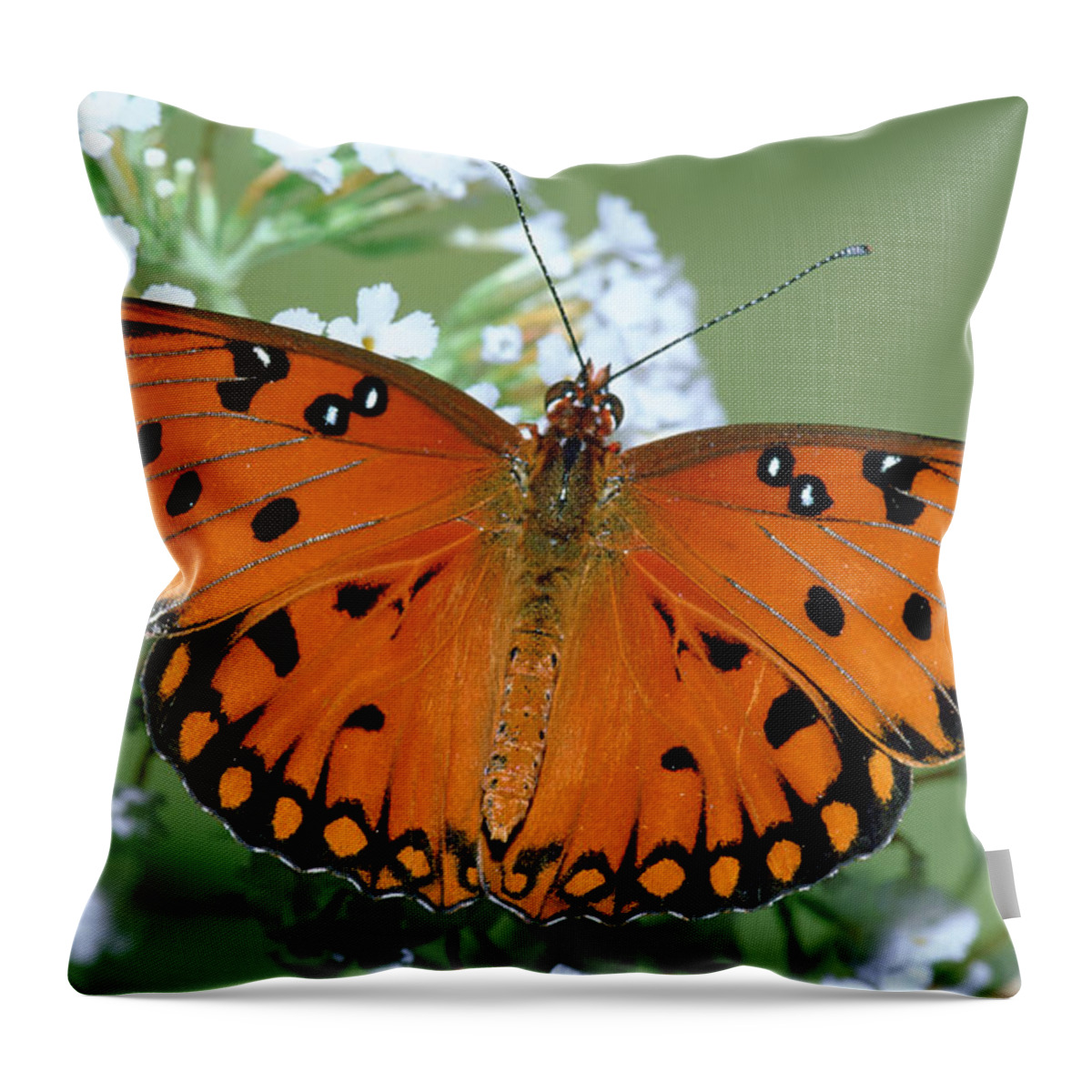Animal Throw Pillow featuring the photograph Gulf Fritillary Butterfly #1 by Millard H. Sharp