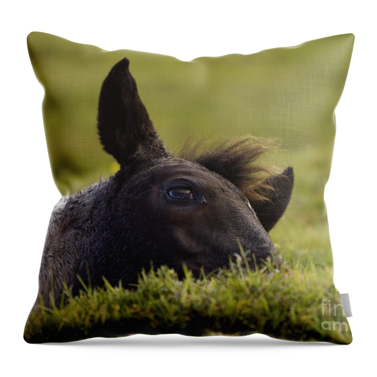 Pony Throw Pillow featuring the photograph Having A Nap #1 by Ang El
