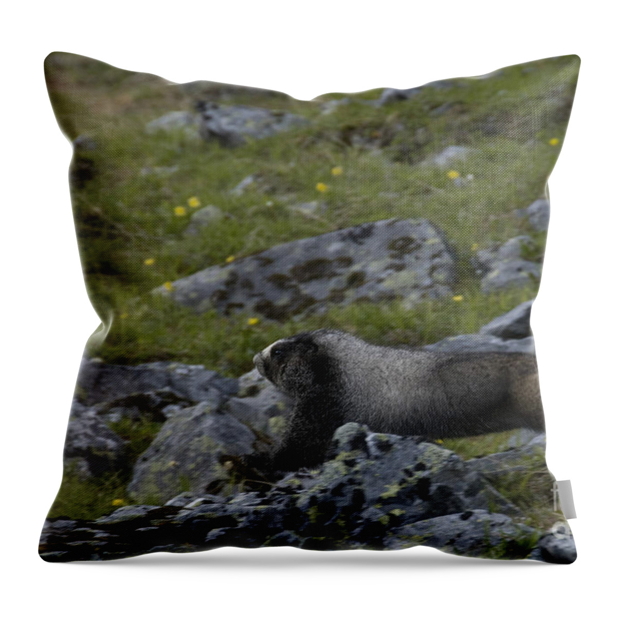 Hoary Marmot Throw Pillow featuring the photograph Hoary Marmot #1 by Mark Newman