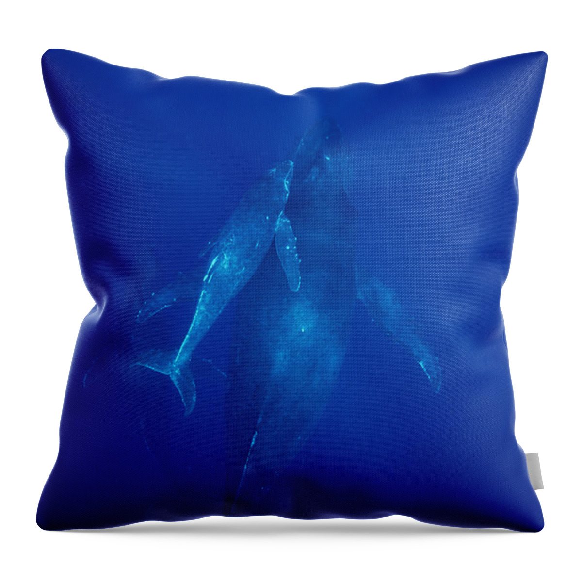 Feb0514 Throw Pillow featuring the photograph Humpback Whale Cow Calf And Male Escort #1 by Flip Nicklin