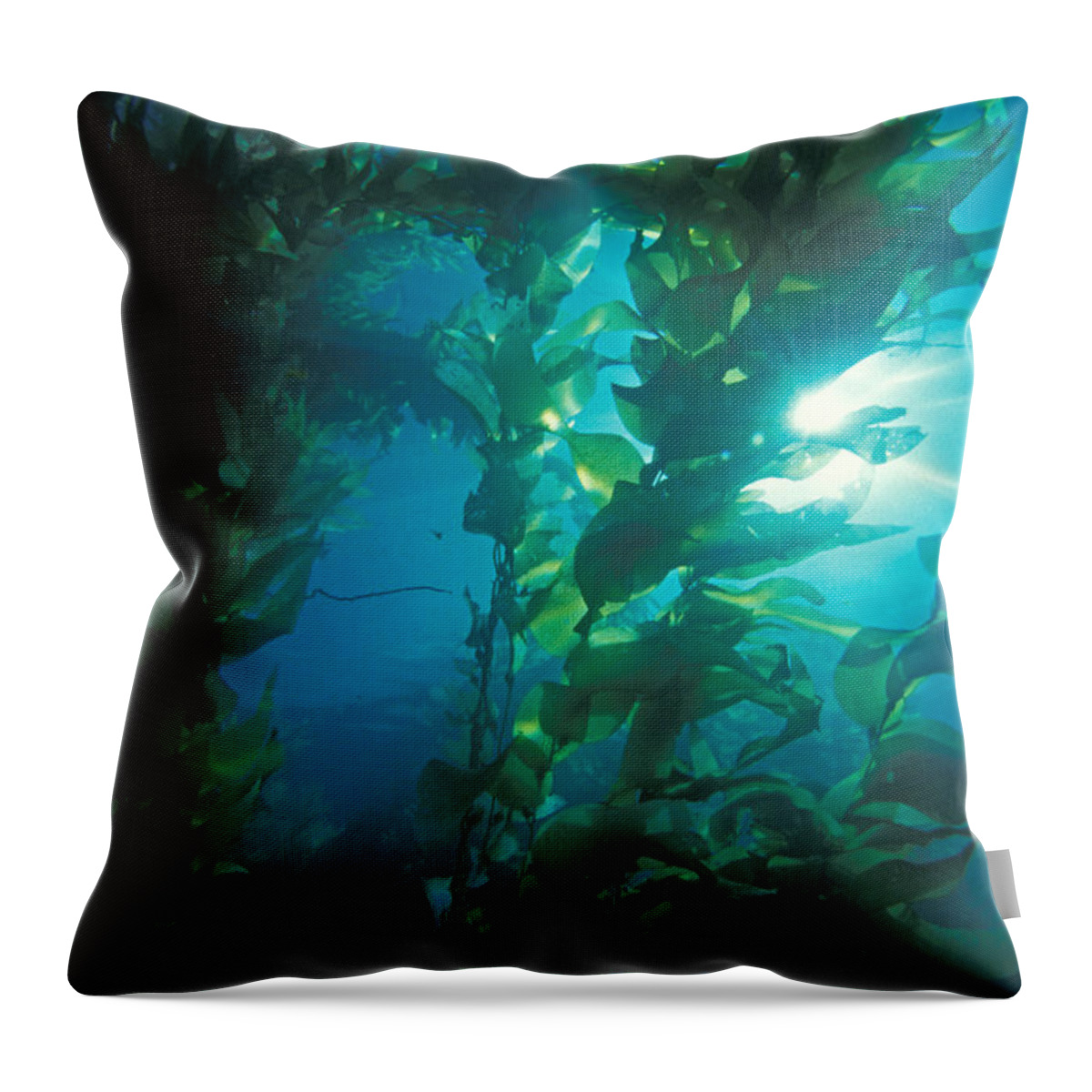 Algae Throw Pillow featuring the photograph Kelp Forest #1 by Greg Ochocki
