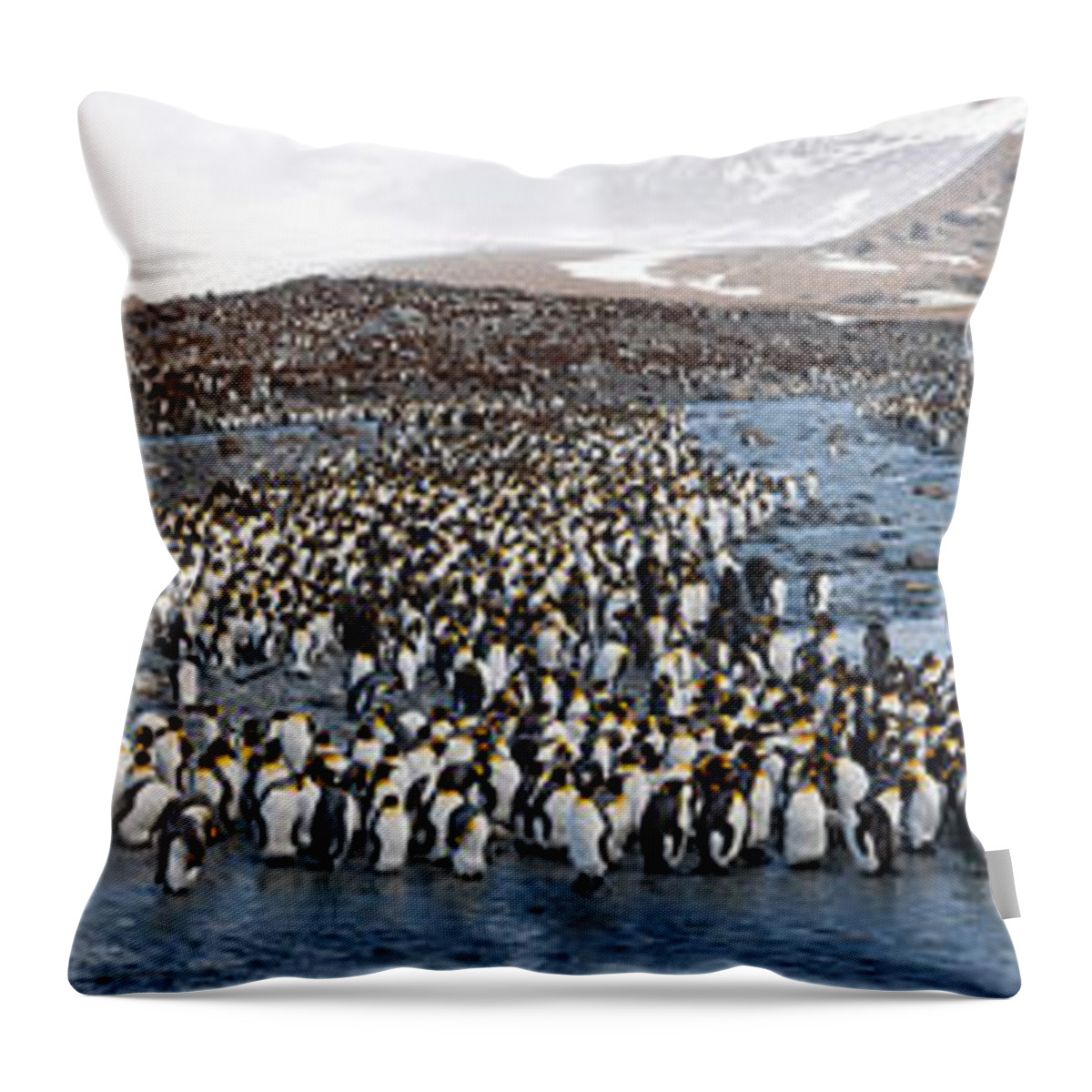 Photography Throw Pillow featuring the photograph King Penguins Aptenodytes Patagonicus #1 by Panoramic Images