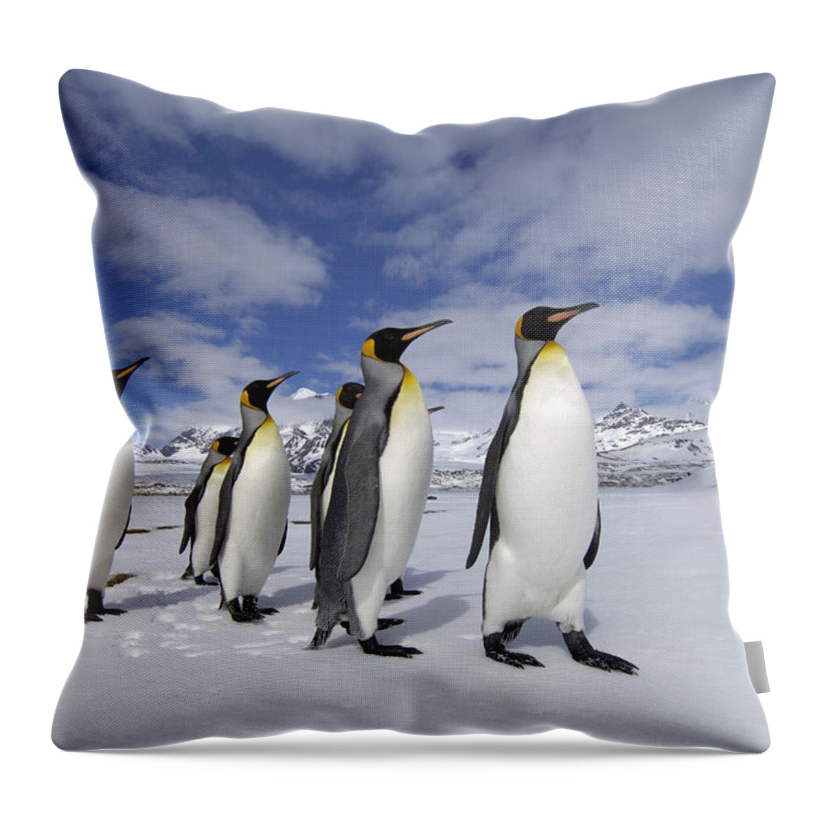 Flpa Throw Pillow featuring the photograph King Penguins St Andrews Bay, South #1 by Malcolm Schuyl