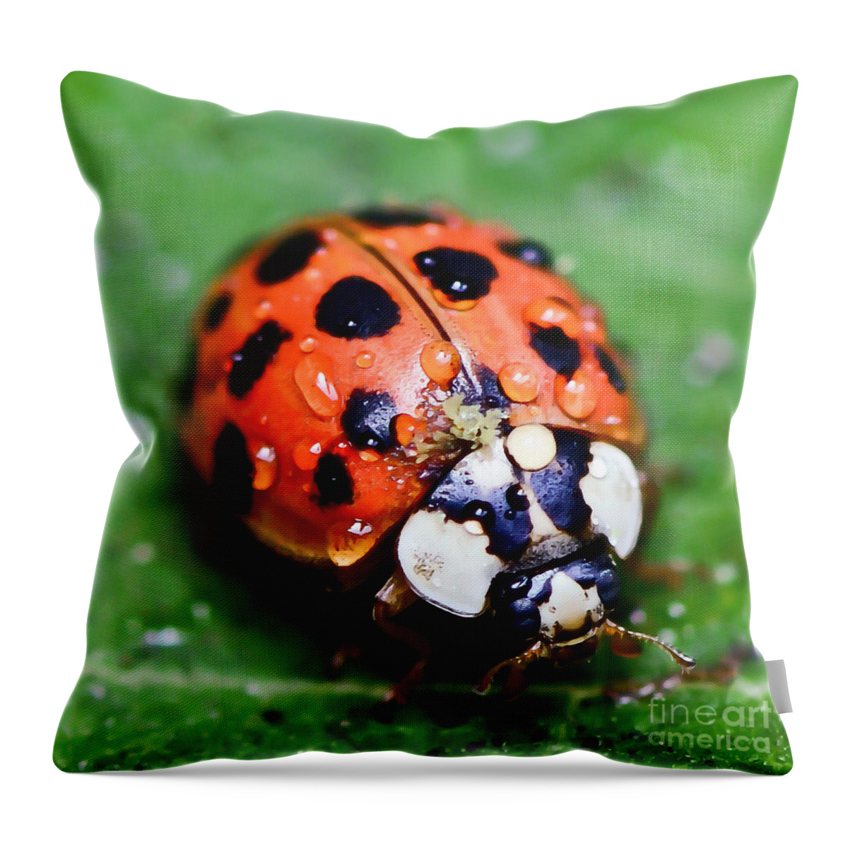 Ladybug Throw Pillow featuring the photograph Ladybug #2 by Kerri Farley