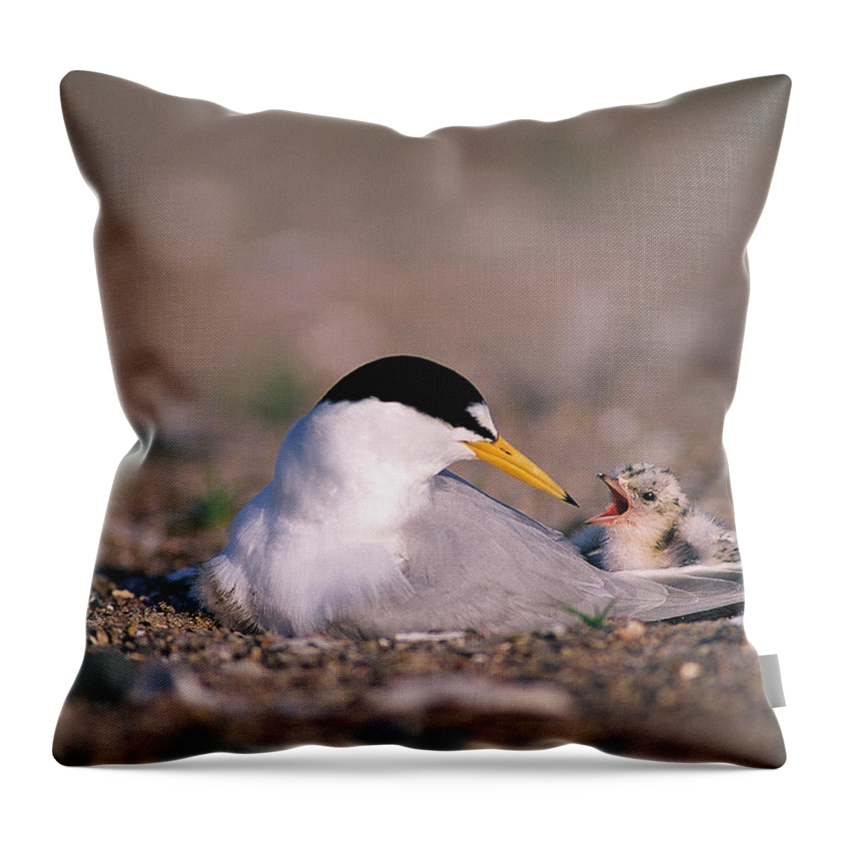Bird Throw Pillow featuring the photograph Least Tern #1 by Paul J. Fusco