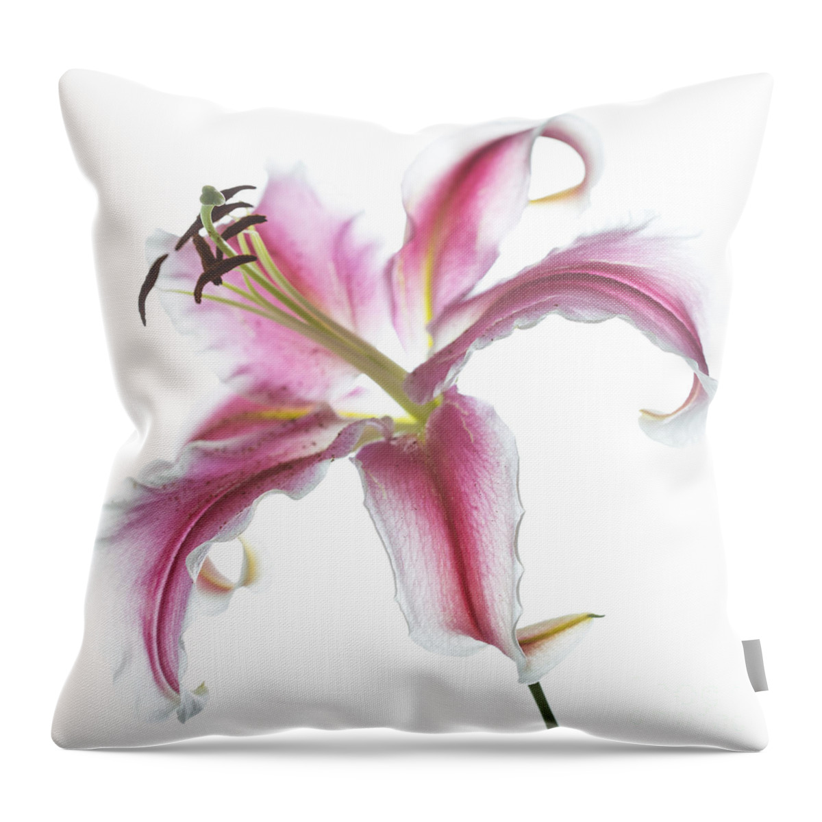 Lily Throw Pillow featuring the photograph Pink Lily by Elena Nosyreva