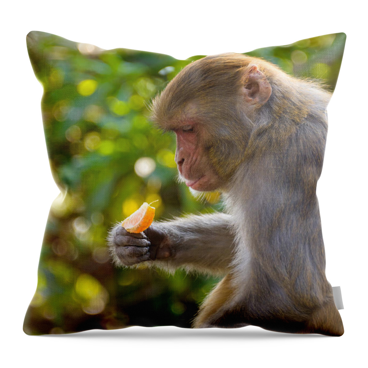 Macaque Throw Pillow featuring the photograph Macaque eating an orange #1 by Dutourdumonde Photography
