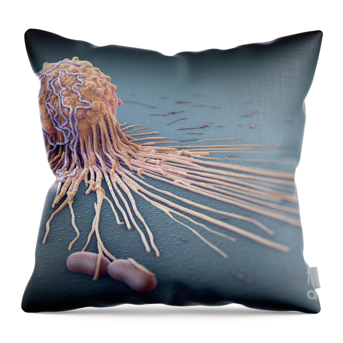 White Blood Cells Throw Pillow featuring the photograph Macrophage Fighting Bacteria #1 by Science Picture Co