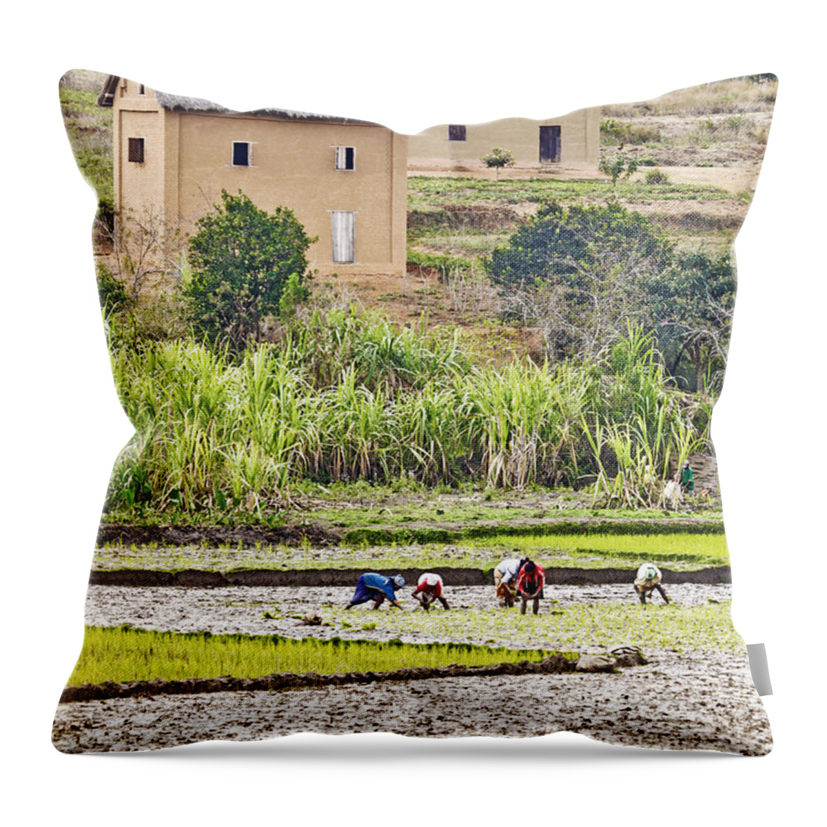 Madagascar Throw Pillow featuring the photograph Madagascan Paddyfield #2 by Liz Leyden