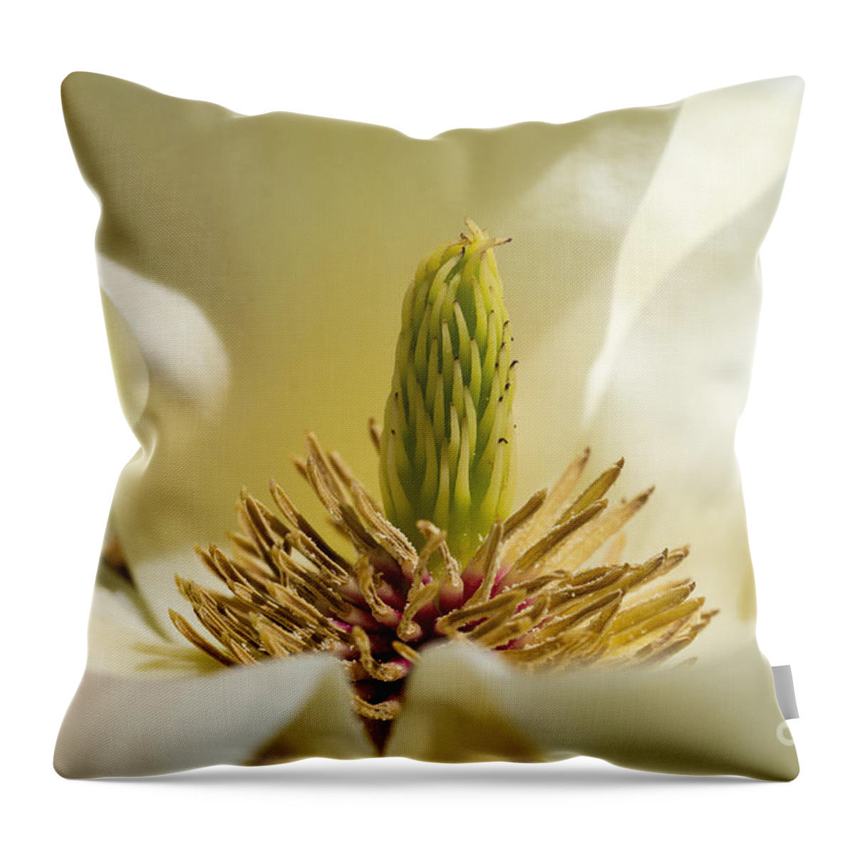 Arboretum Throw Pillow featuring the photograph Magnolia #2 by Steven Ralser
