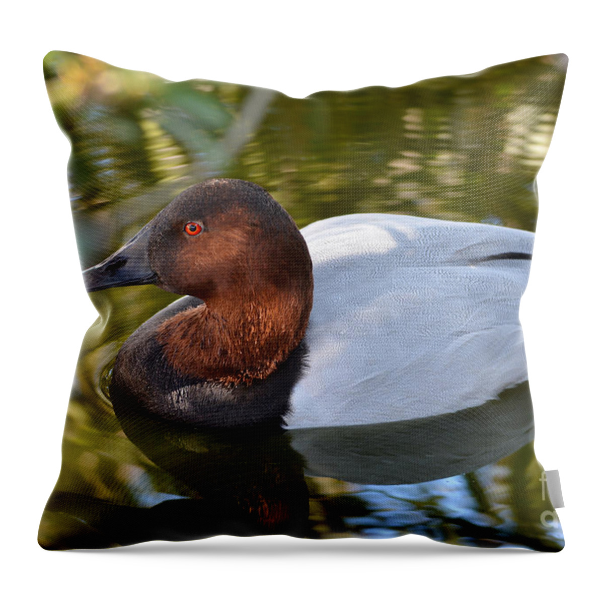 Birds Throw Pillow featuring the photograph Male Canvasback Duck #1 by Kathy Baccari