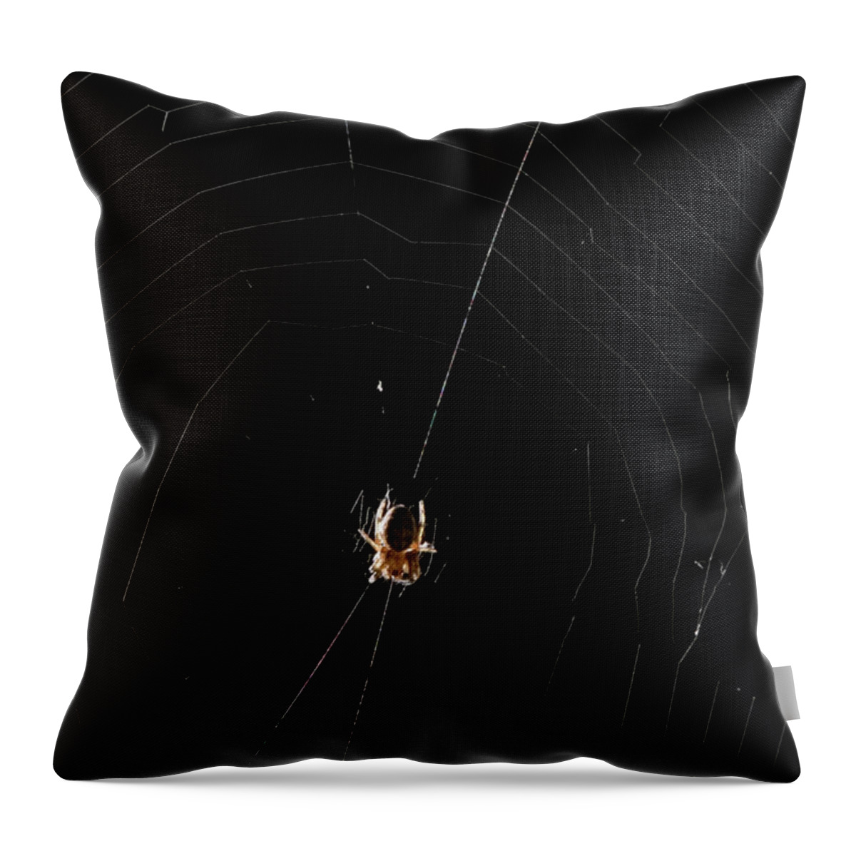 Animal Throw Pillow featuring the photograph Marbled Orb Weaver Spider #1 by Paul Whitten