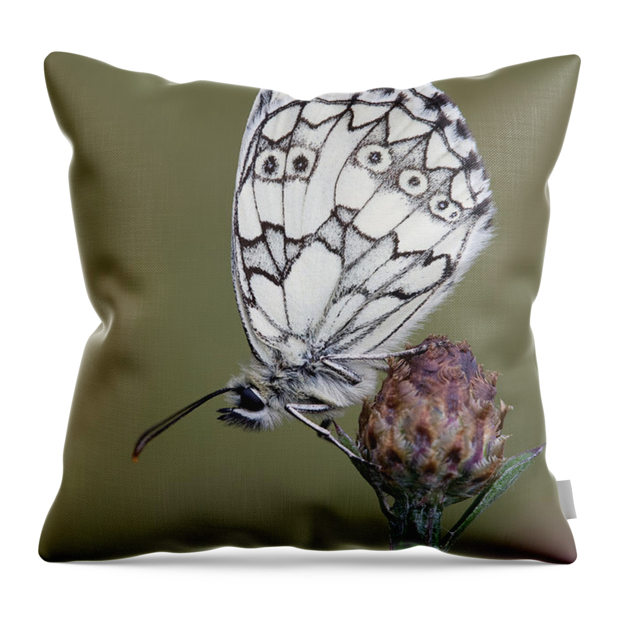 Marbled White Throw Pillow featuring the photograph Marbled White Butterfly #1 by Frank Derer