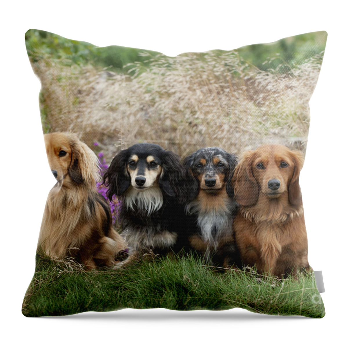 Dachshund Throw Pillow featuring the photograph Miniature Long-haired Dachshunds #12 by John Daniels