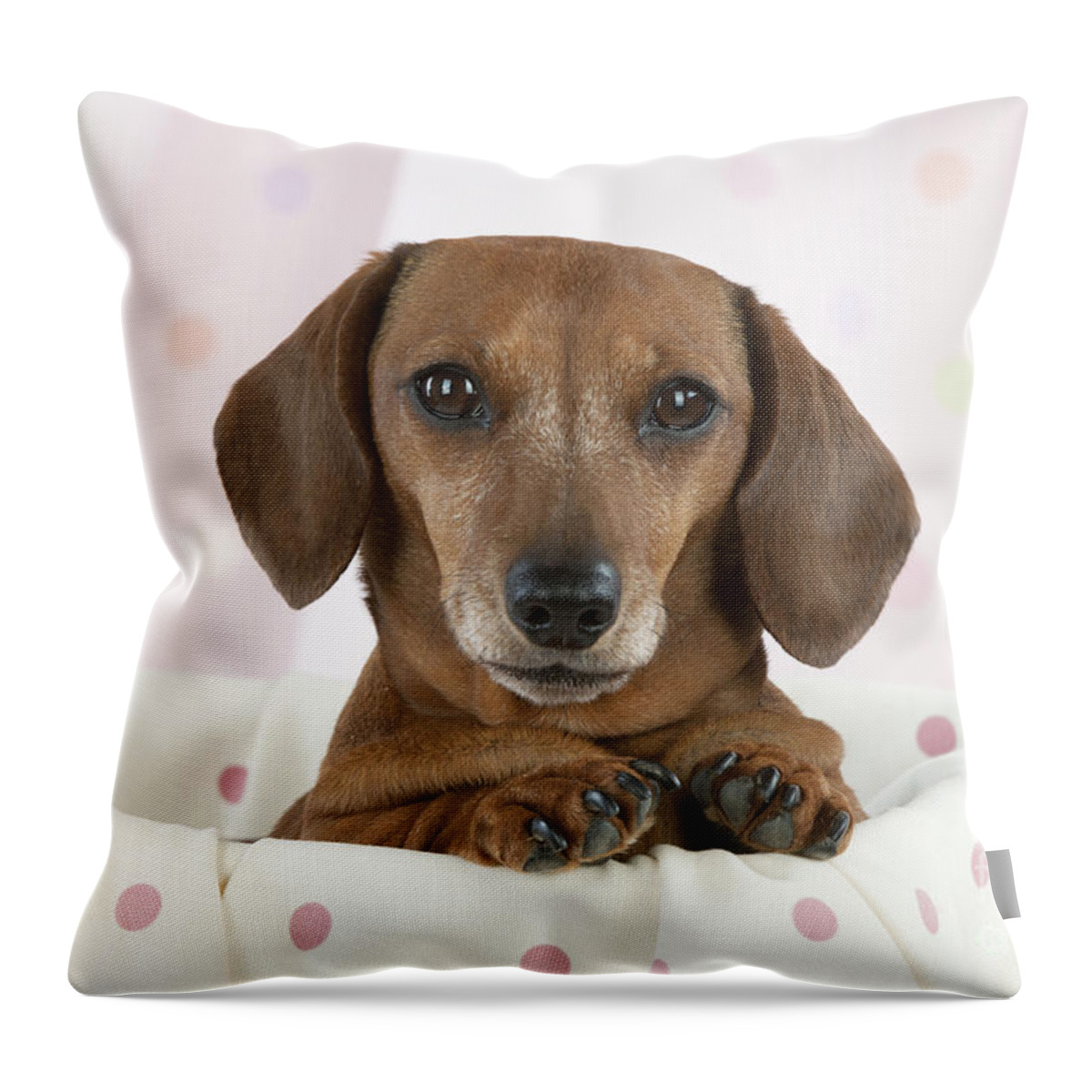 Dog Throw Pillow featuring the photograph Miniature Short-haired Dachshund #1 by John Daniels