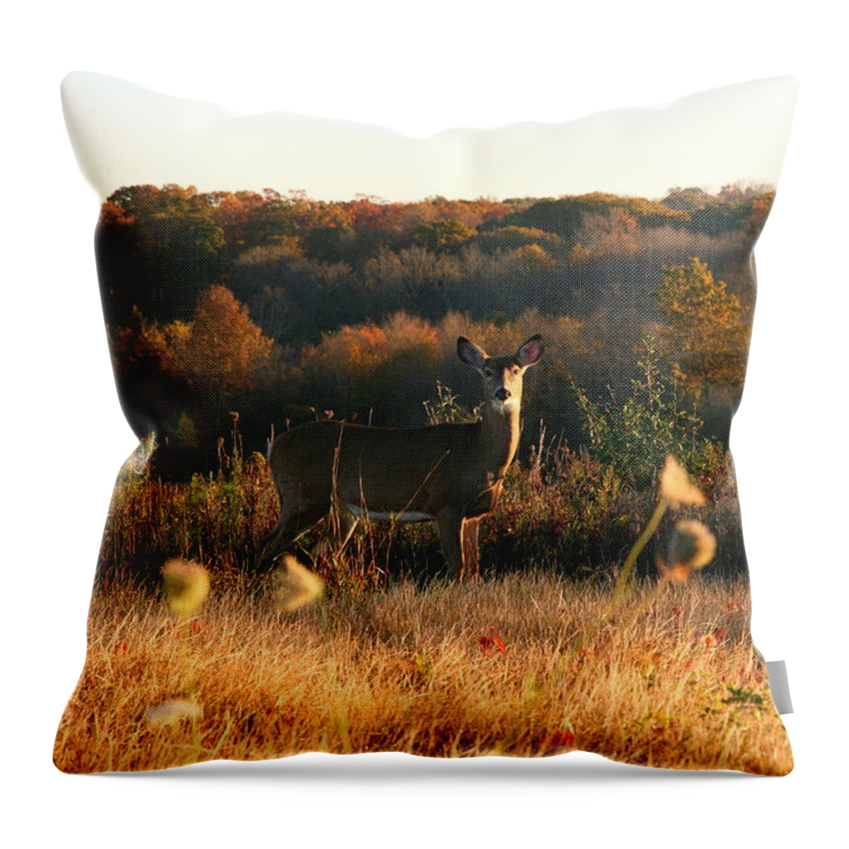 Deer Art Throw Pillow featuring the photograph Morning Grazing  #1 by Neal Eslinger