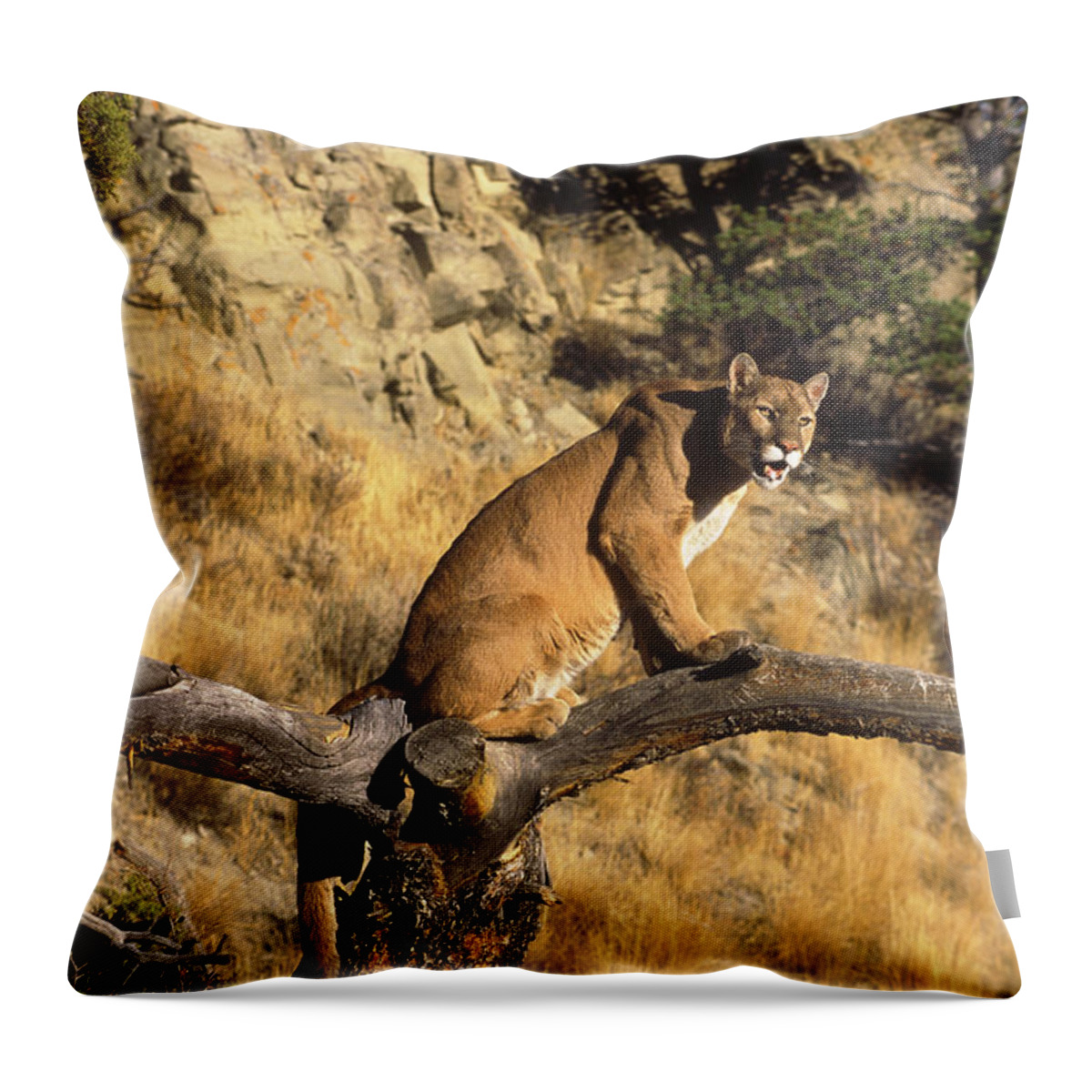 Feb0514 Throw Pillow featuring the photograph Mountain Lion In Tree Montana #1 by Tom Vezo