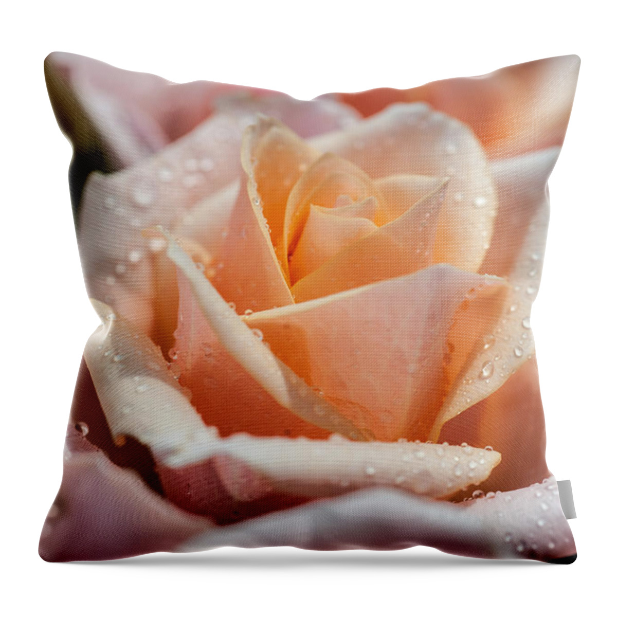Rose Throw Pillow featuring the photograph My Birthday Rose 1 #1 by Jenny Rainbow