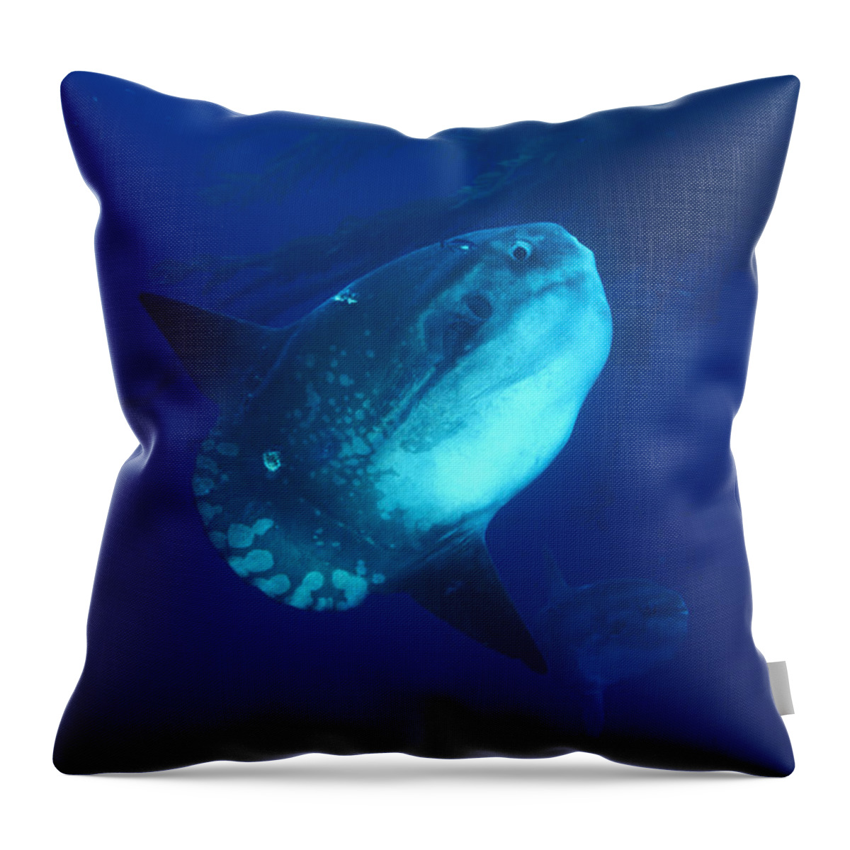Animal Throw Pillow featuring the photograph Ocean Sunfish Mola Mola #1 by Greg Ochocki