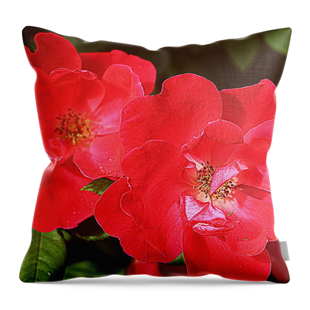 Rose Throw Pillow featuring the photograph Old-Fashioned Roses by Dora Sofia Caputo