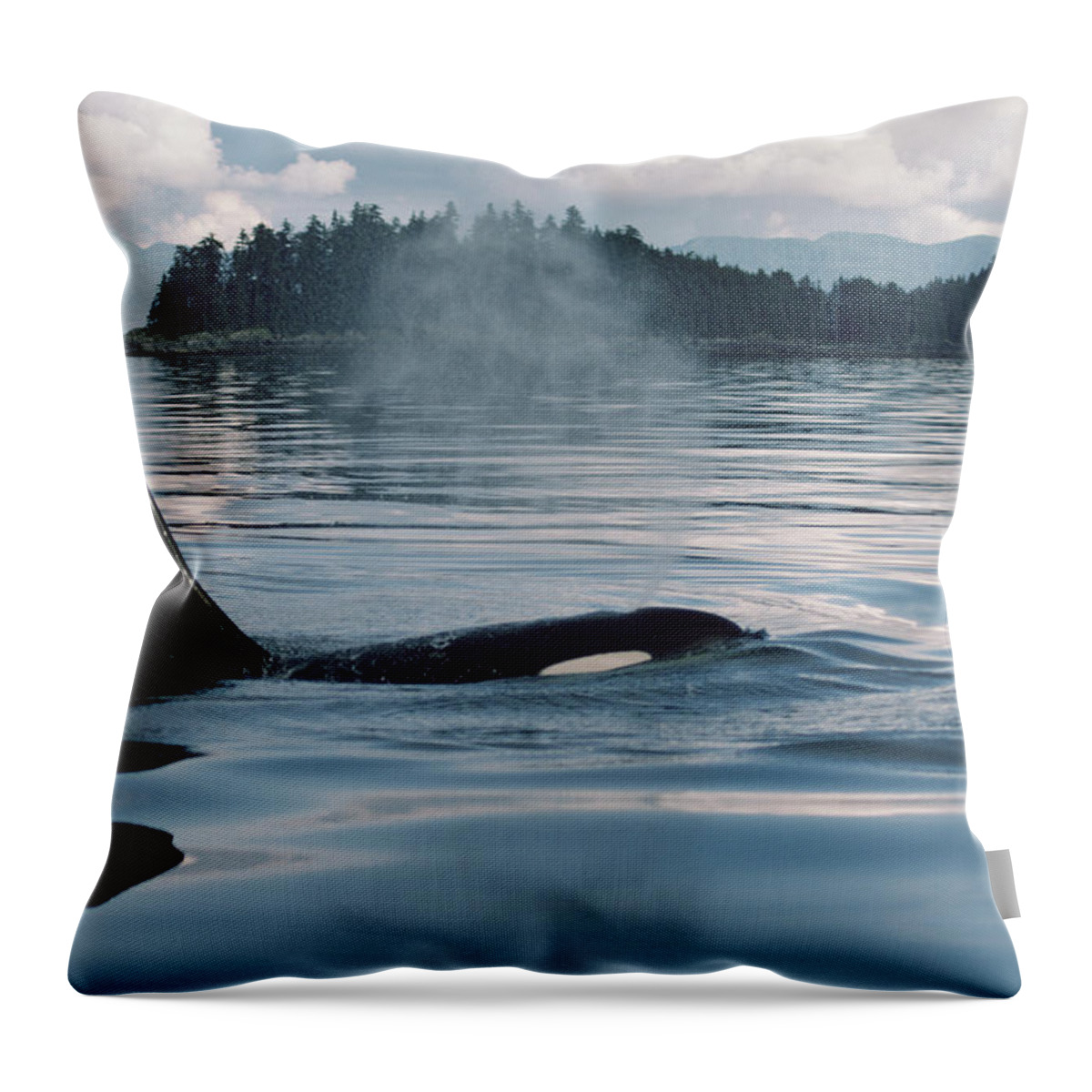 Feb0514 Throw Pillow featuring the photograph Orca Surfacing Johnstone Strait Bc #1 by Flip Nicklin