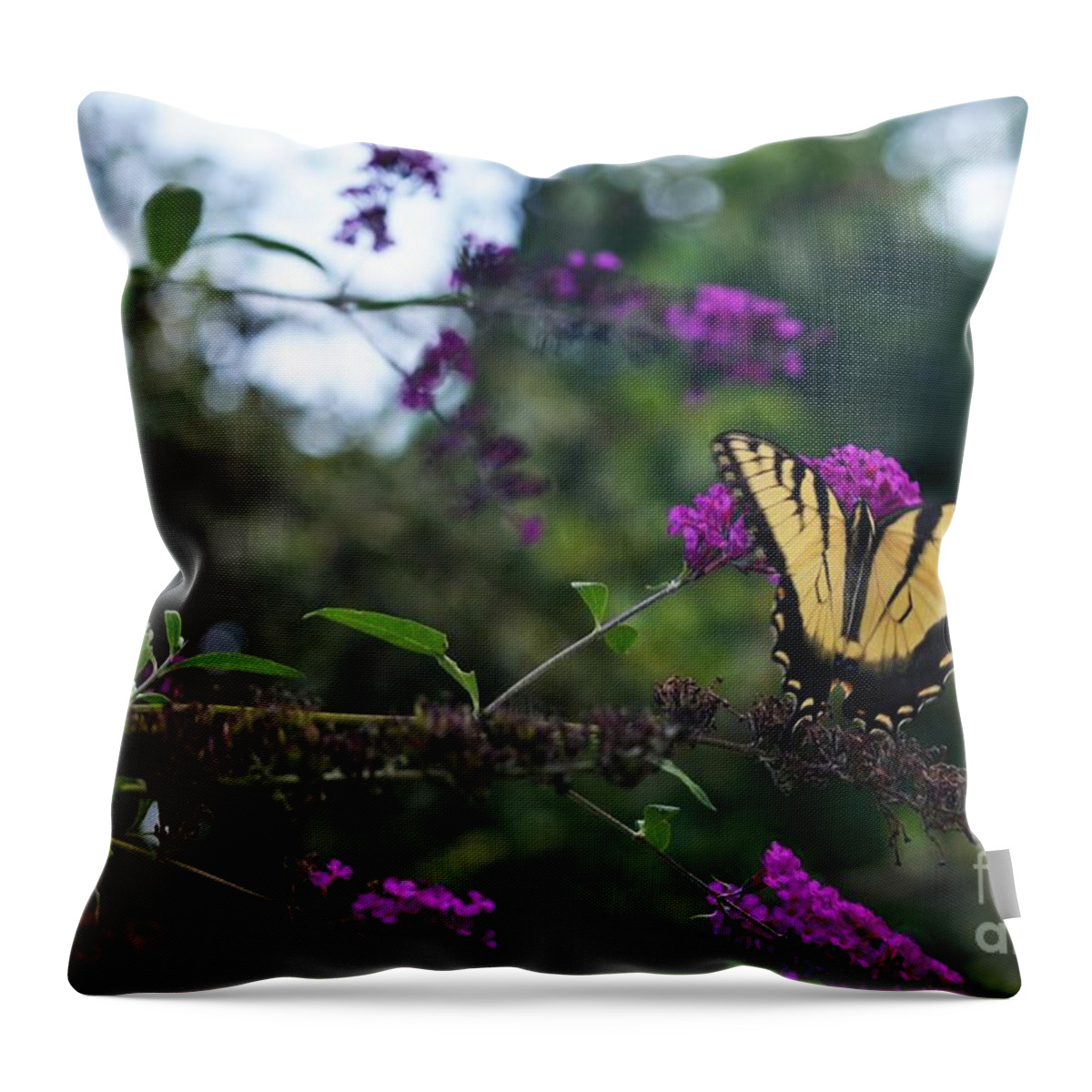 Butterfly Throw Pillow featuring the photograph Out Of Bounds II #1 by Judy Wolinsky