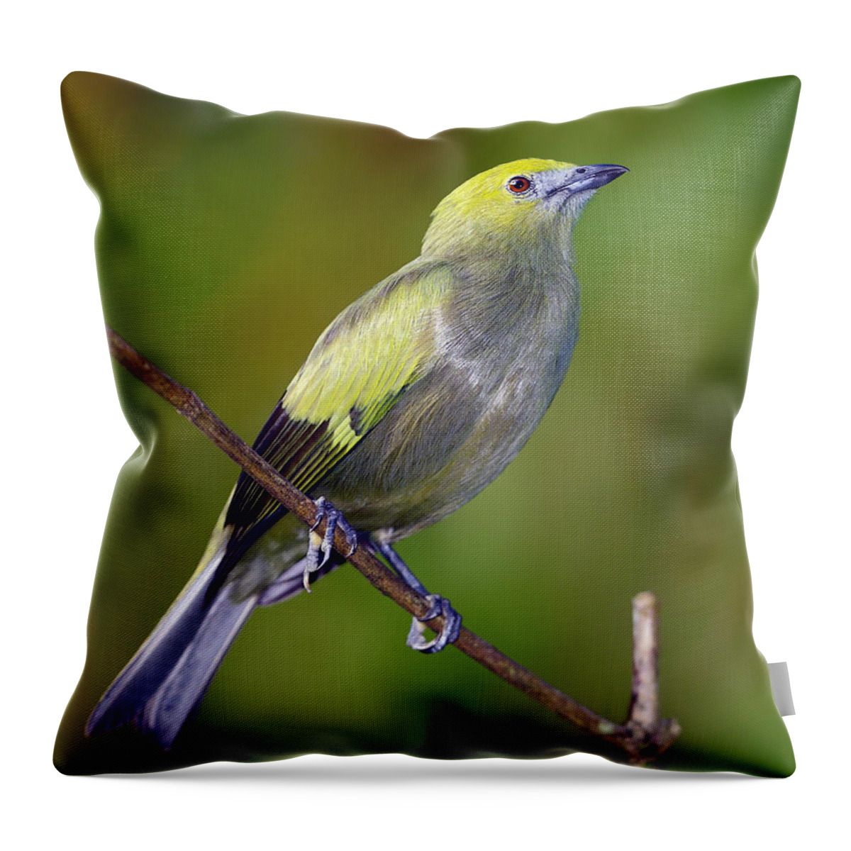 Palm Tanager Throw Pillow featuring the photograph Palm Tanager #2 by Tony Beck