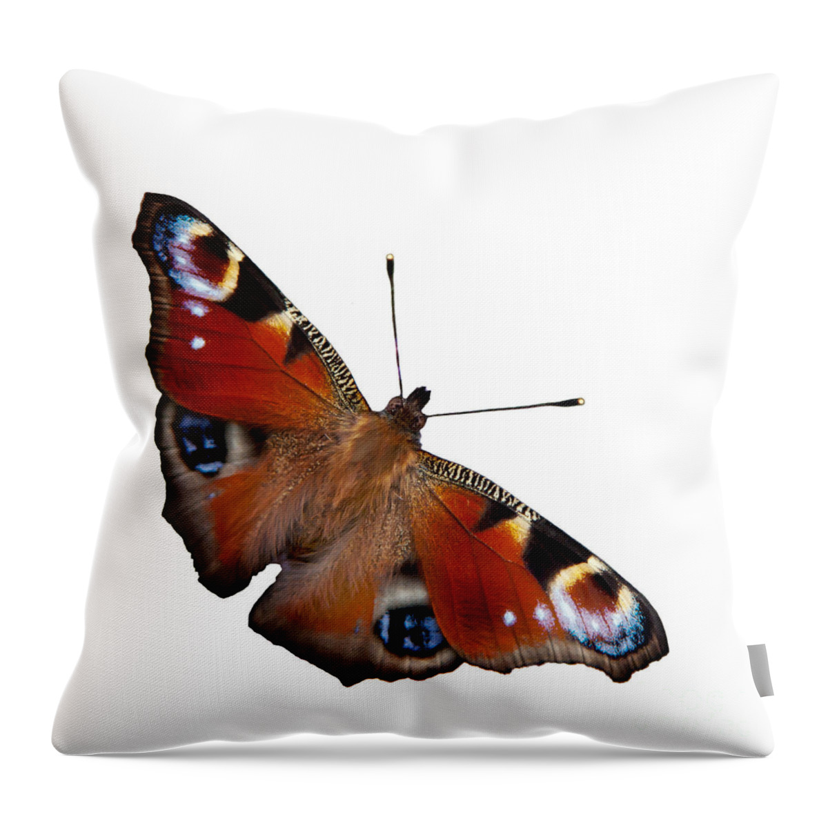 Peacock Butterfly Throw Pillow featuring the photograph Peacock butterfly #2 by Torbjorn Swenelius