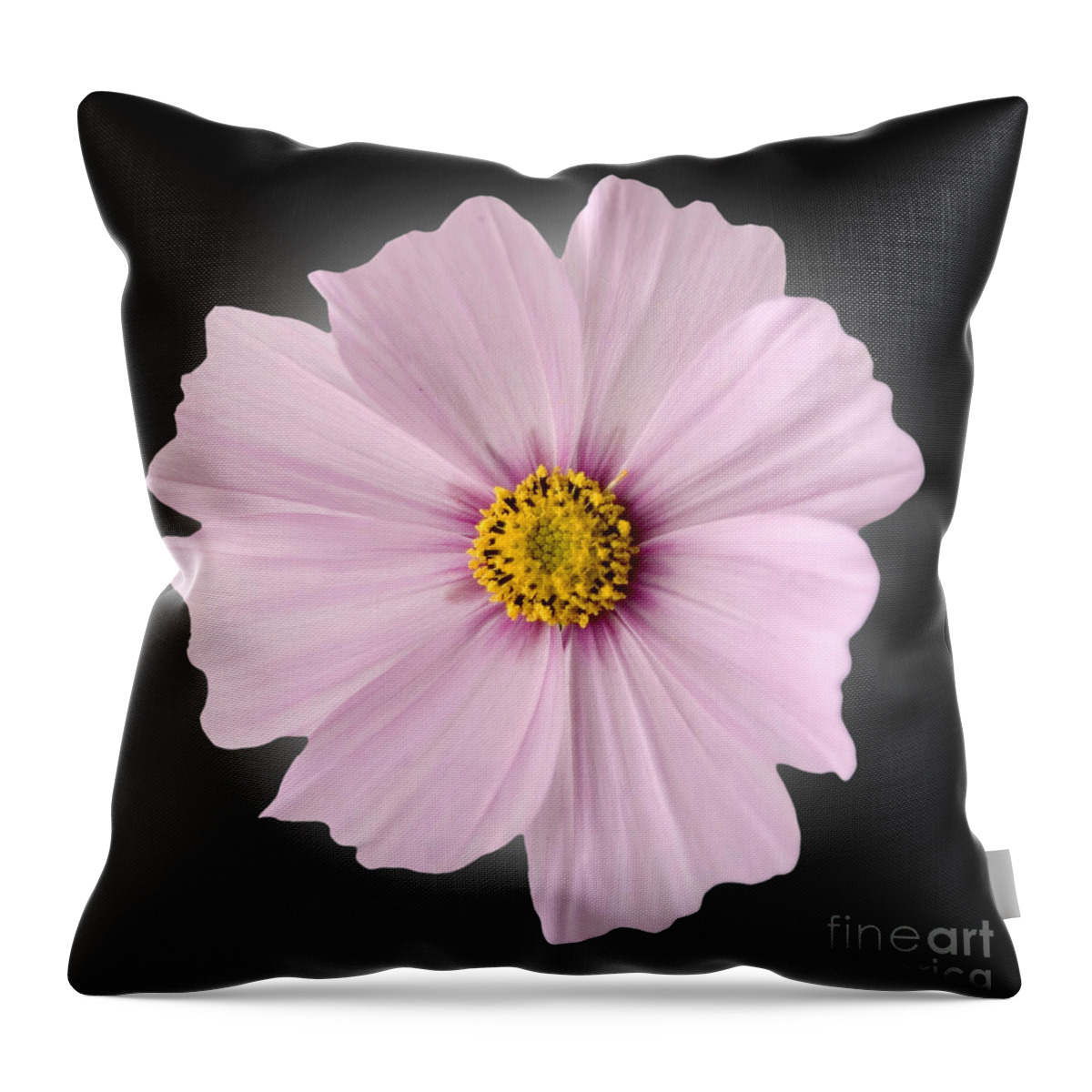 Pink Throw Pillow featuring the photograph Pink Coreopsis Daisy #4 by Tony Cordoza