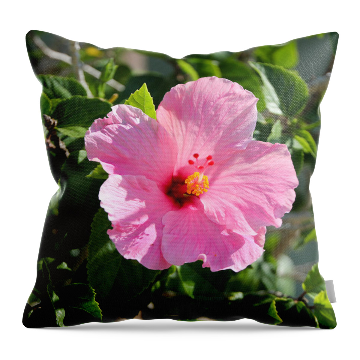 Photography Throw Pillow featuring the photograph Single Pink Hibiscus by RobLew Photography