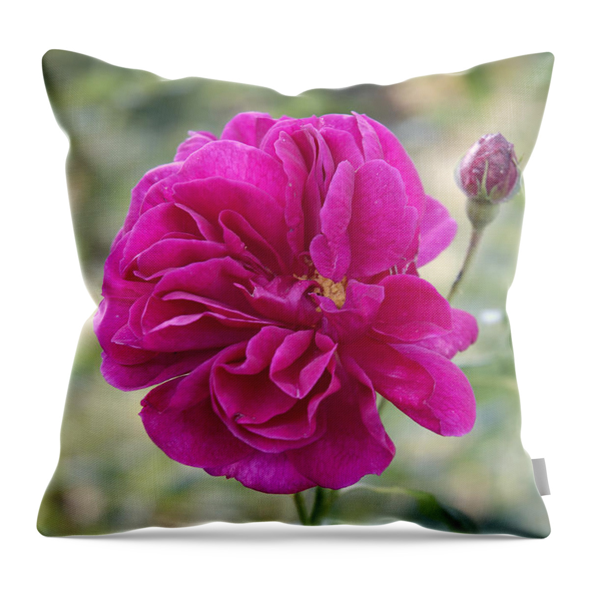 Rose Throw Pillow featuring the photograph Pink rose #2 by Matthias Hauser