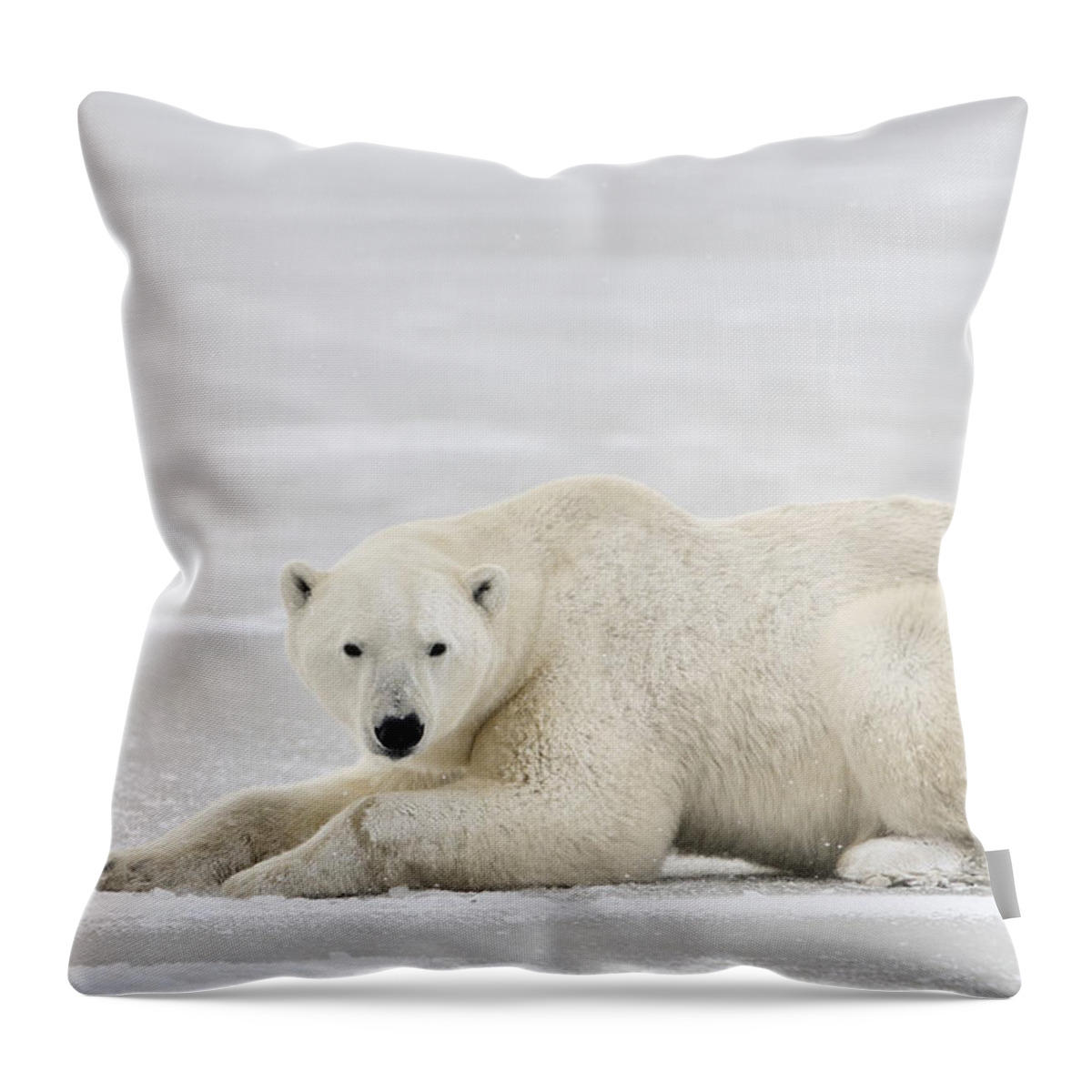 Nis Throw Pillow featuring the photograph Polar Bear On Pack Ice Churchill #1 by Andre Gilden