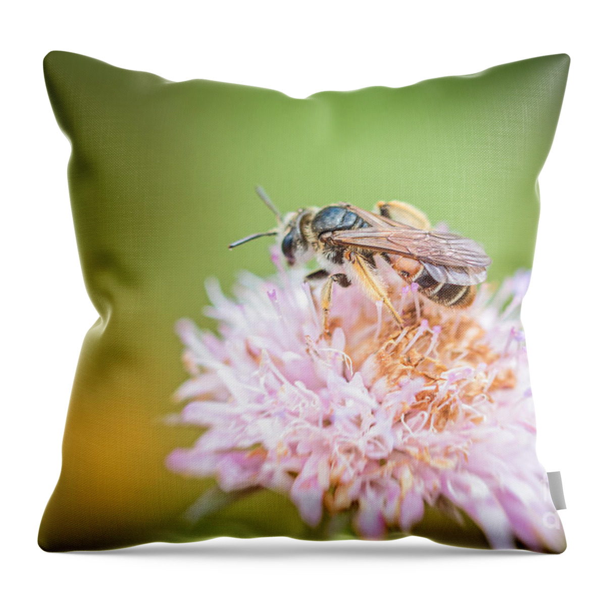Eudicot Throw Pillow featuring the photograph Pollinator #2 by Jivko Nakev