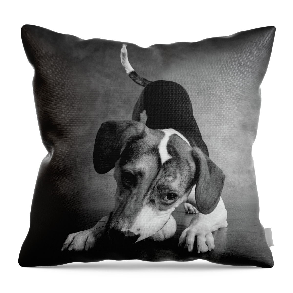 Photography Throw Pillow featuring the photograph Portrait Of A Mixed Dog Playing #1 by Animal Images