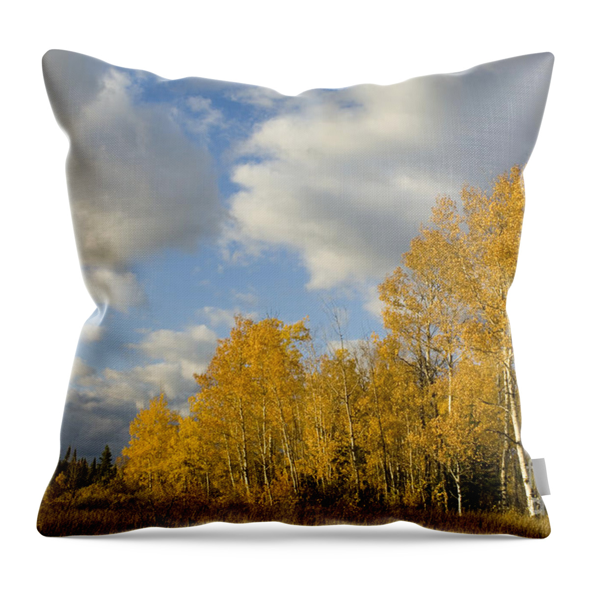 Autumn Throw Pillow featuring the photograph Quaking Aspens #1 by John Shaw
