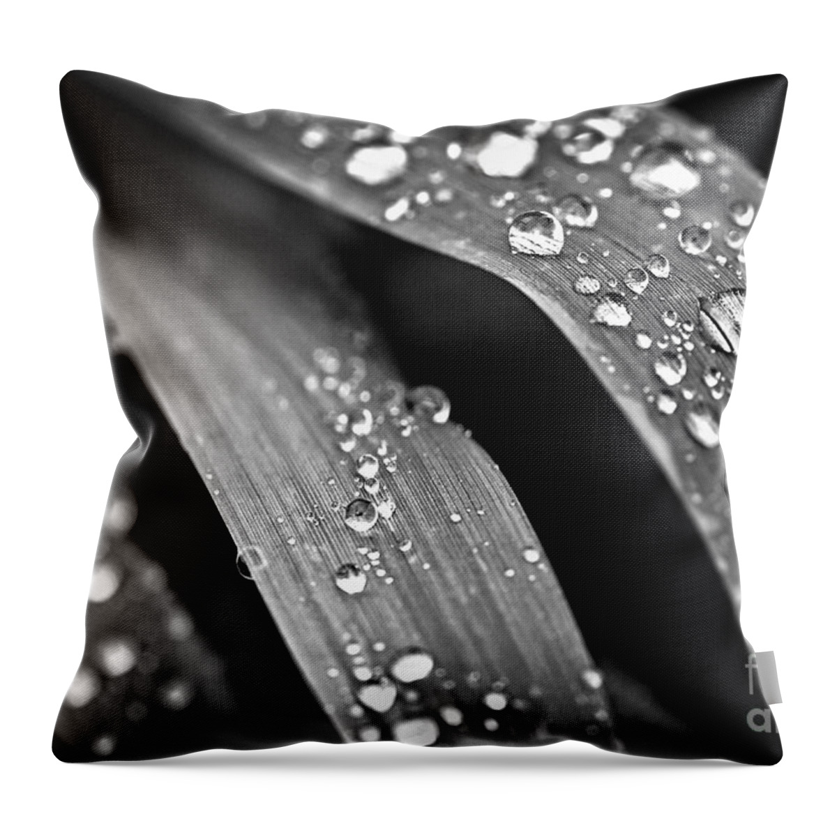 Grass Throw Pillow featuring the photograph Raindrops on grass blades 1 by Elena Elisseeva
